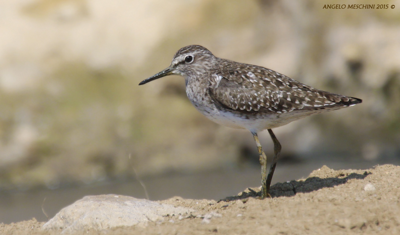 un piro piro boschereccio
